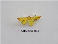 藏品(尺蛾319)的圖片